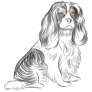 純種的查爾斯王小獵犬狗圖