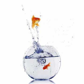 在一個(gè)魚(yú)缸里的金魚(yú)
