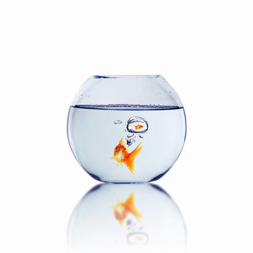 愛(ài)情中的金魚(yú)