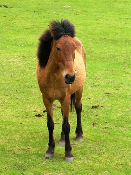 紐芬蘭島小馬