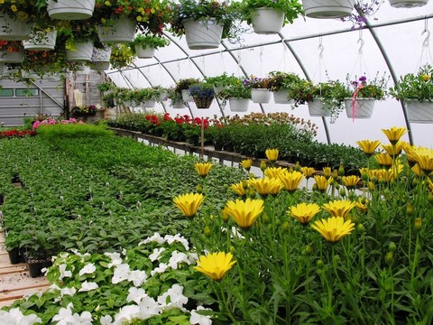 greenhouse1