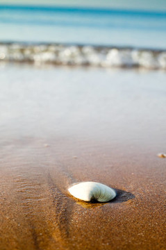 殼在海灘上