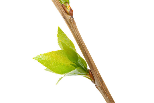 白楊枝，白色的芽