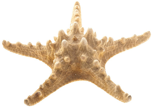 魚星