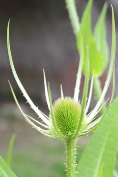 新鮮的野生續(xù)斷植物