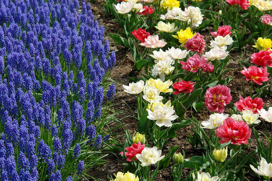 Keukenhof園林花壇