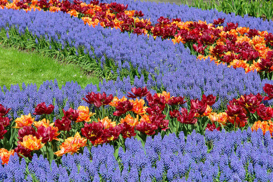 Keukenhof園林花壇