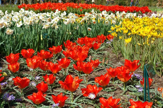 Keukenhof園林花壇