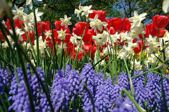 Keukenhof園林花壇