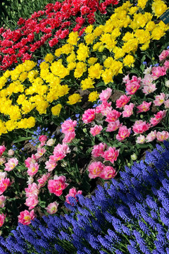 Keukenhof園林花壇