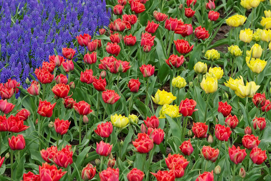 Keukenhof園林花壇