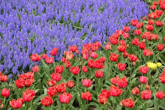 Keukenhof園林花壇