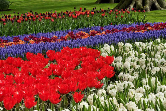 Keukenhof園林花壇