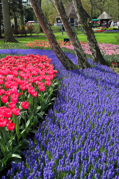 Keukenhof園林花壇