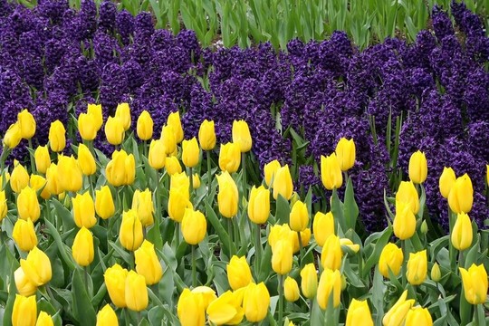 Keukenhof園林花壇