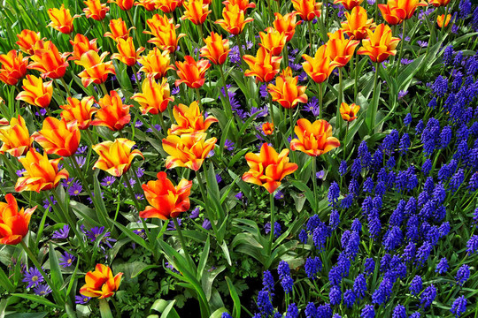 Keukenhof園林花壇
