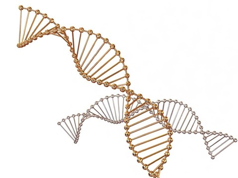 基因在DNA