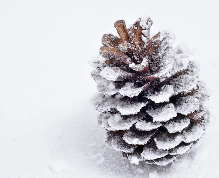 雪上的松果