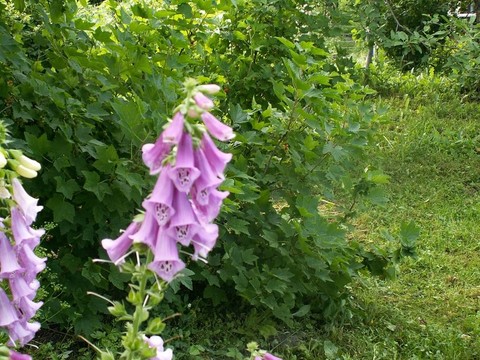花園里的花