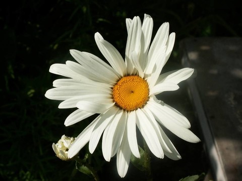 甘菊