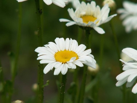 甘菊