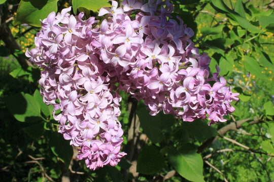 丁香花