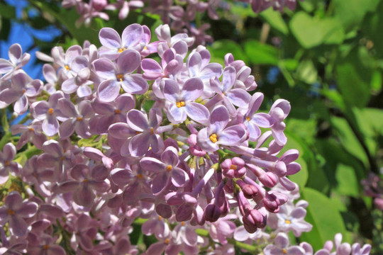 丁香花