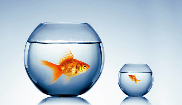 在一個魚缸里的金魚
