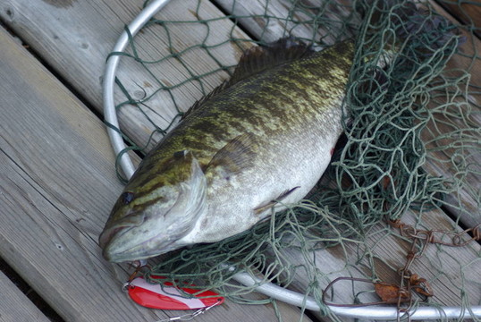 新鮮魚類