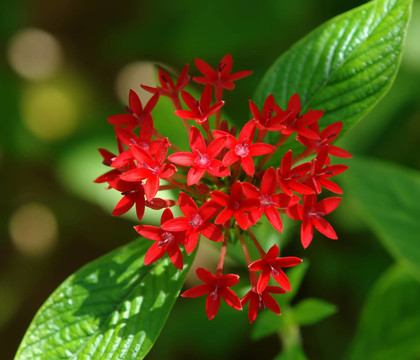 紅色的熱帶花卉