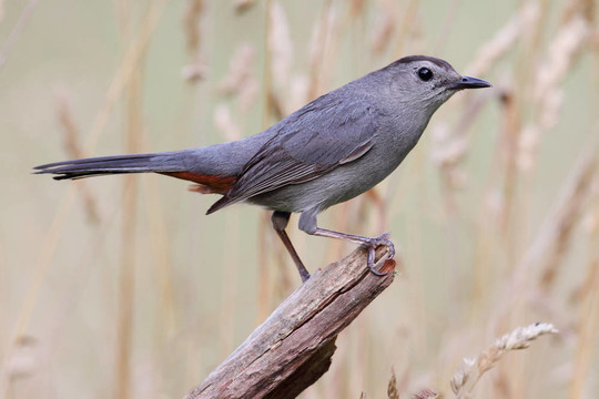 Gray Catbird（Dumetella研究）