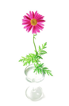 洋甘菊