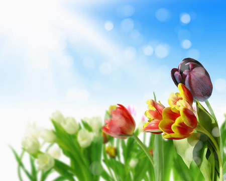 郁金香花田