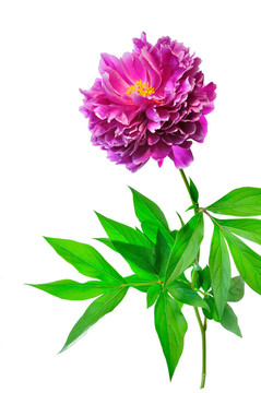 牡丹花
