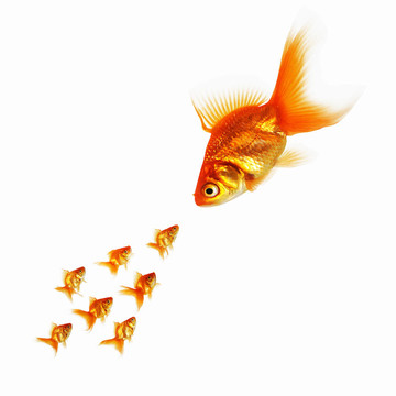 金色的魚(yú)在一起