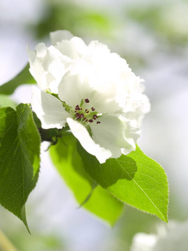蘋果花