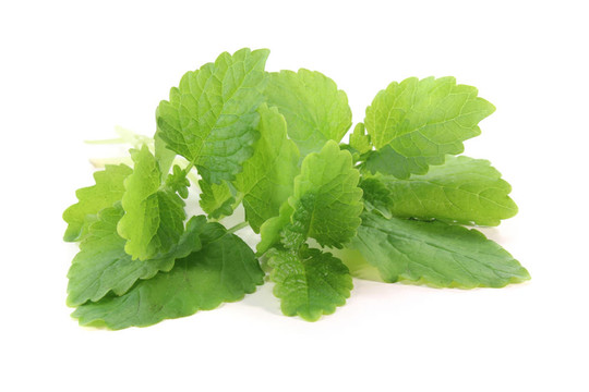 檸檬香蜂草