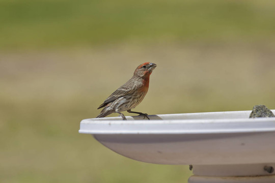 紫色的Finch Getting Drink