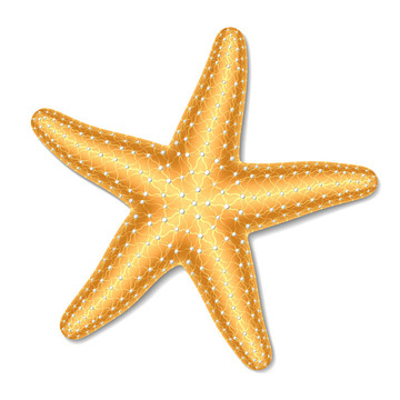 海星