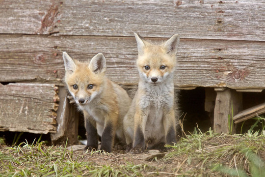 Fox試劑盒