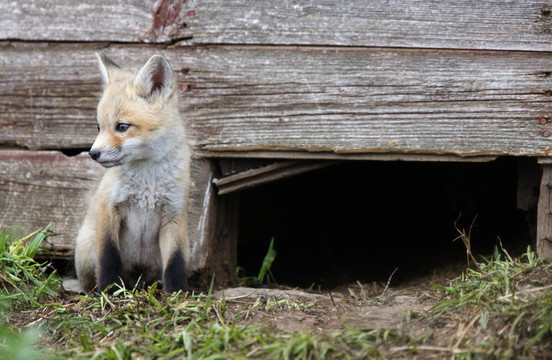Fox試劑盒
