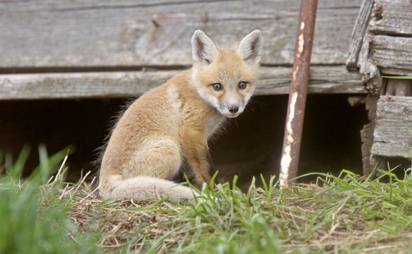 Fox試劑盒