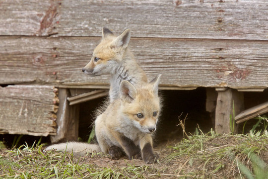 Fox試劑盒