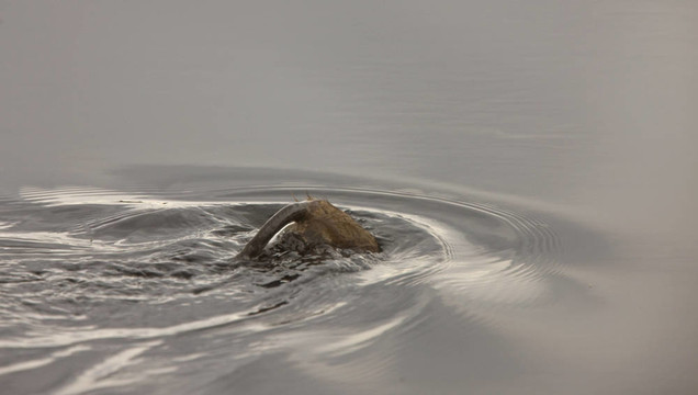 Muskrat潛水
