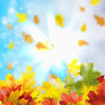 紅黃樹(shù)葉