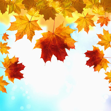 紅黃樹葉