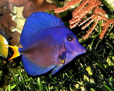 藍(lán)七彩神仙魚