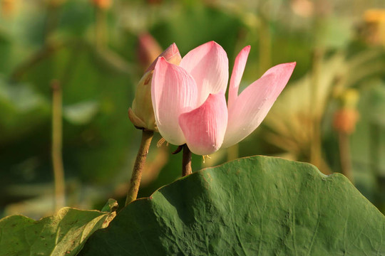 蓮花
