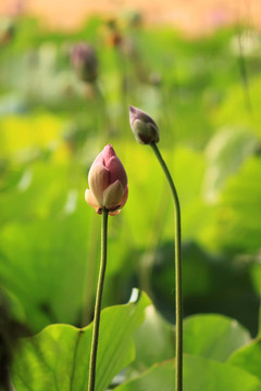 蓮花