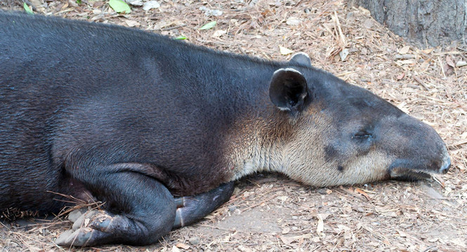 Baird s Tapir（Tapirus bairdii）放在天熱的
